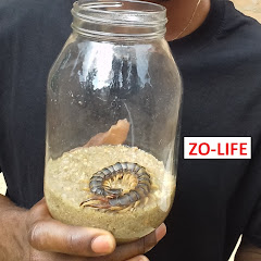 Thumbnail of related channel