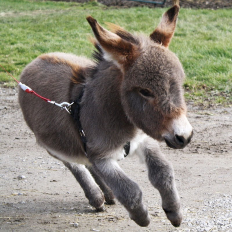 Tiny Tim The Donkey