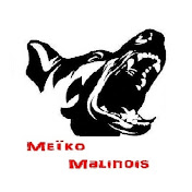 Meïko Malinois