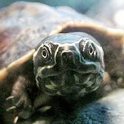 札幌漫鉄オヤジ (satsumannoyaji)