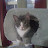 @christiantattan3811 Avatar