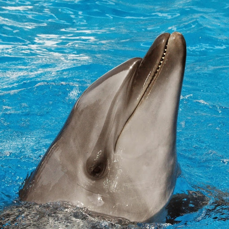 99チャンネル 99chtvのサムネイル