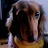 @dachshund_jow