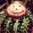 zeLFF_a6eHM-channel-avatar-East Austin Succulents