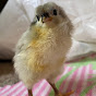 Chicks Hatching Chicks