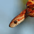 V2w0FModFC0-channel-avatar-Reptile Clips