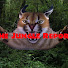 H2EWTRPTk5Q-channel-avatar-The Jungle @ Struthers City Schools