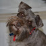lZCGrf-cI2k-channel-avatar-My Schnauzers