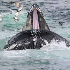 In the Wild Productions