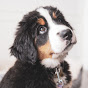 Bailey Dose of Bernese logo