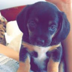 DogsR Us