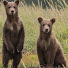 GOKtdM0ugKs-channel-avatar-DancingBear2010