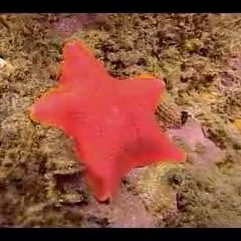Kanal küçük resmi