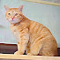 zPS7h02g6Y4-channel-avatar-ねこらいだー