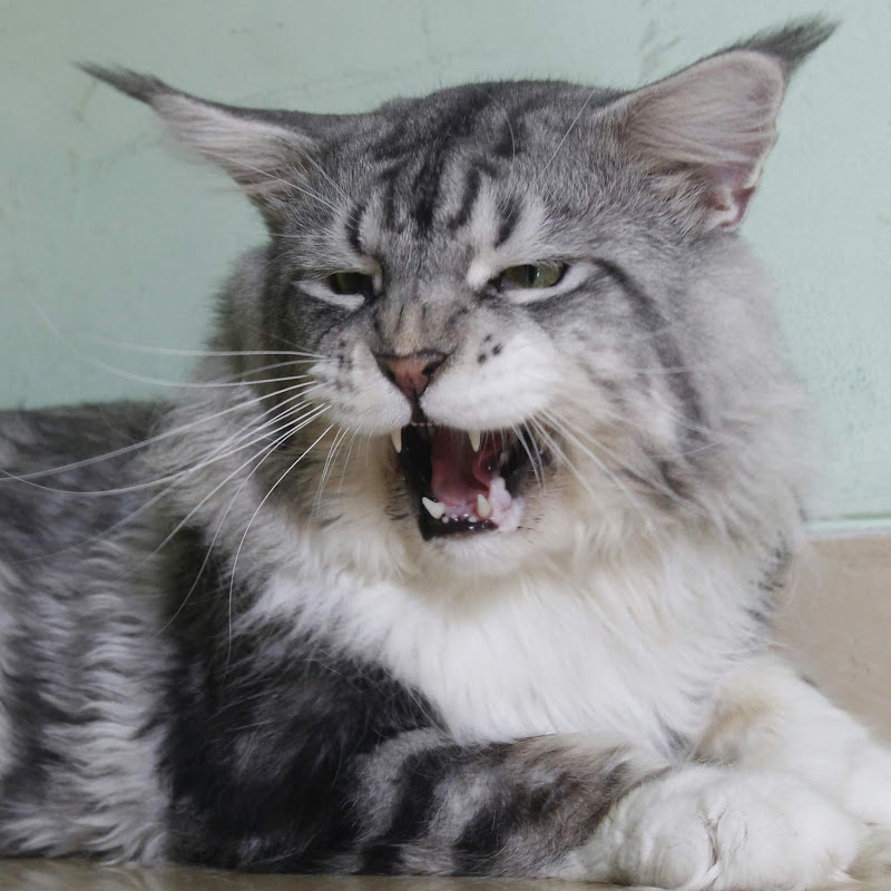 Inspirasi Pecinta Kucing