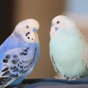 ポコそら
