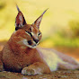 Conscious Caracal