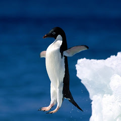 Penguin11Crazy
