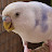 Budgie The Buddy