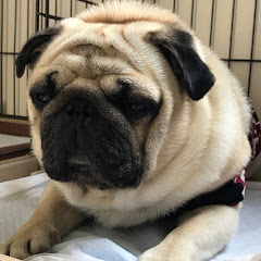 まわぞうチャンネル