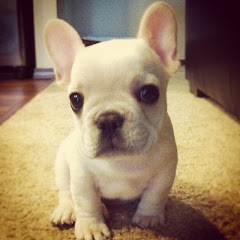 Sir Charles Barkley The French Bulldog