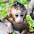 wJHQUkqIL7w-channel-avatar-Drama Monkey
