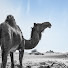 JQcT_Js8DBY-channel-avatar-الهول الحساني الاصيل