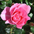 ow8DGCWgMLU-channel-avatar-Vasudevan Ramachandran