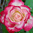 @bethanyhouk7536 Avatar