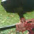 grMnuC44ugQ-channel-avatar-dmpaintballer333
