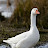 @TheGooseIsLoose9000