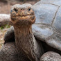 Geriatric Tortoise logo