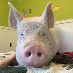 Esther the Wonder Pig