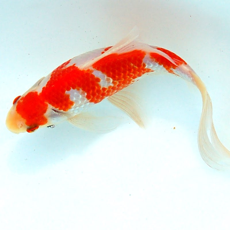 金魚アクアリウム