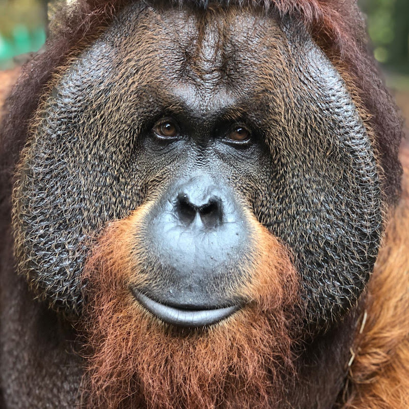 CenterForGreatApes