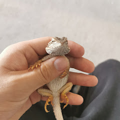 Bolt's reptiles