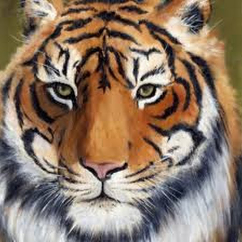 Desert Tiger Gaming