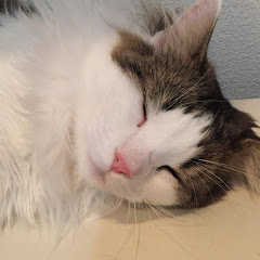 3匹の子猫アイコン画像