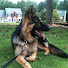 jKlsfmxx9BI-channel-avatar-Sheperd Doggy