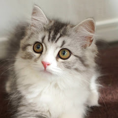 はみだし芸能ちゃんねる