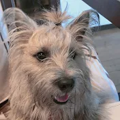 ワイザーちゃんねる