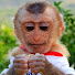 lcs8ptRQsg0-channel-avatar-Monkey KAKO