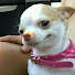 EzjdCUcHnNE-channel-avatar-Platree Dogcop