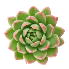 Succulent Garden net worth