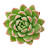 Succulent Garden