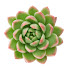 776AkThd__o-channel-avatar-Succulent Garden and 3 more