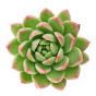 Succulent Garden logo