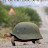 avatar of @turtletoons1016
