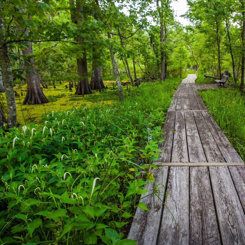 Board on the Bayou