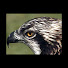 8jUYPcnkR70-channel-avatar-JillLovesJer